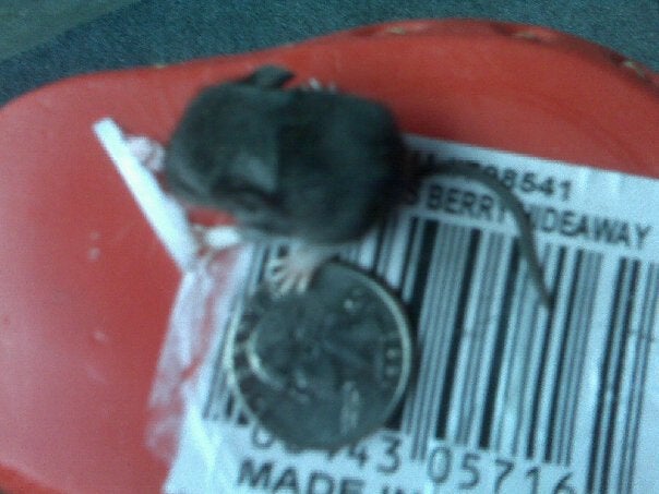 Baby Deer Mouse