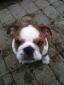 Ernie-the-Bulldog's picture