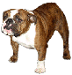 BroadwayBulldogs avatar image