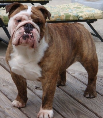 Emaciated looking bulldog and underweight